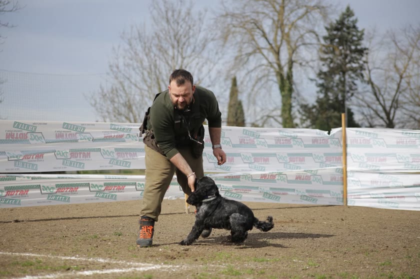 Un cocker nero in azione durante una prova in campo