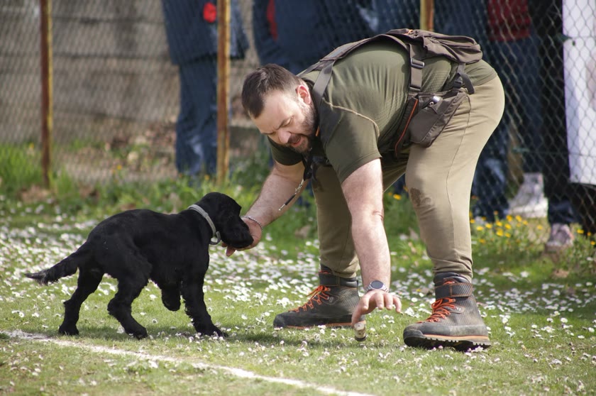 Un cucciolo di cocker al lavoro in campo con Sandro