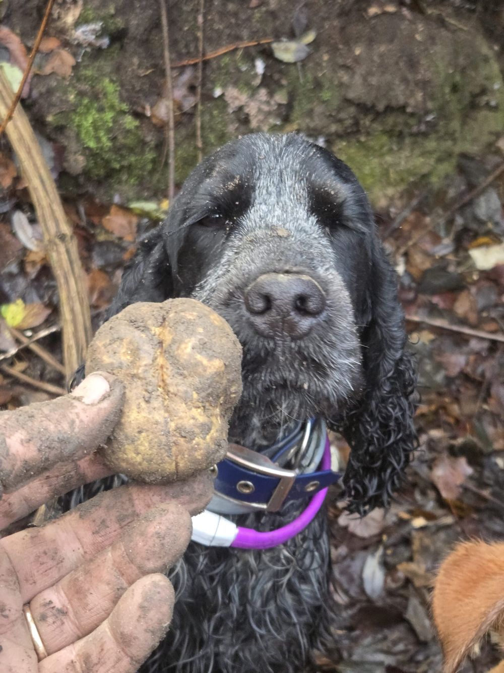 Un cocker nero accanto al tartufo trovato
