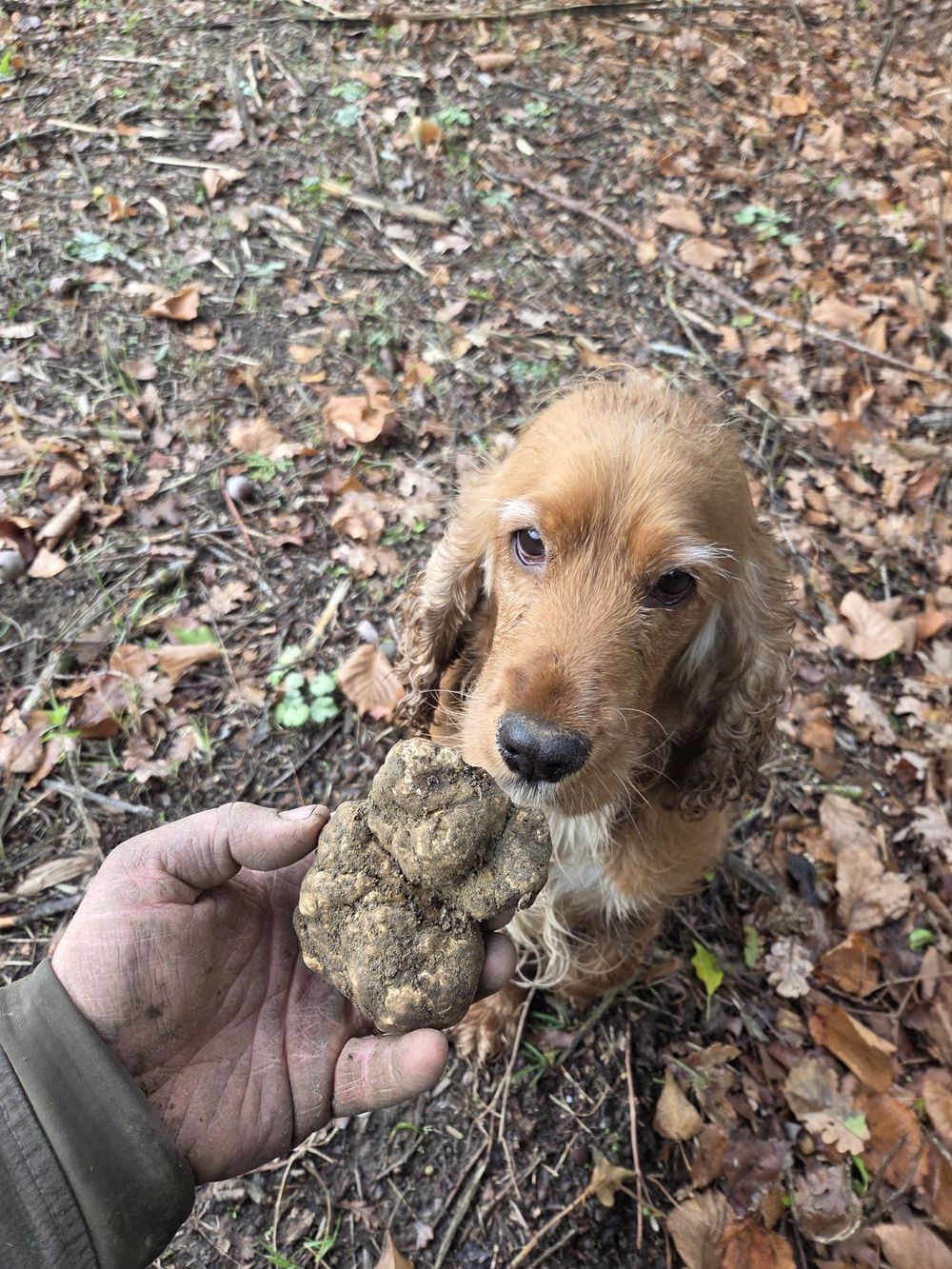 Un cocker fulvo con il tartufo appena trovato