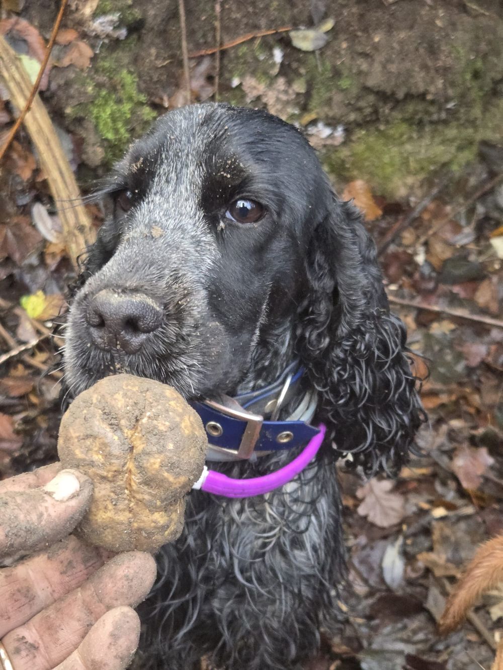 Un cocker roan con il tartufo in bocca