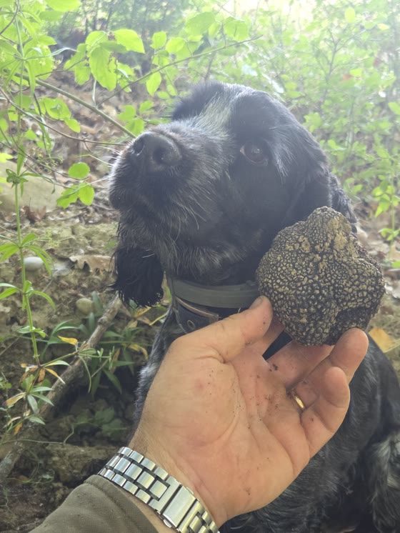 Un cocker nero accanto al tartufo che ha appena trovato