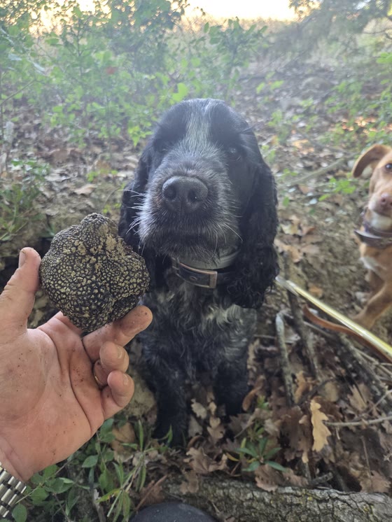 Un cocker con il tartufo appena cavato, nel bosco