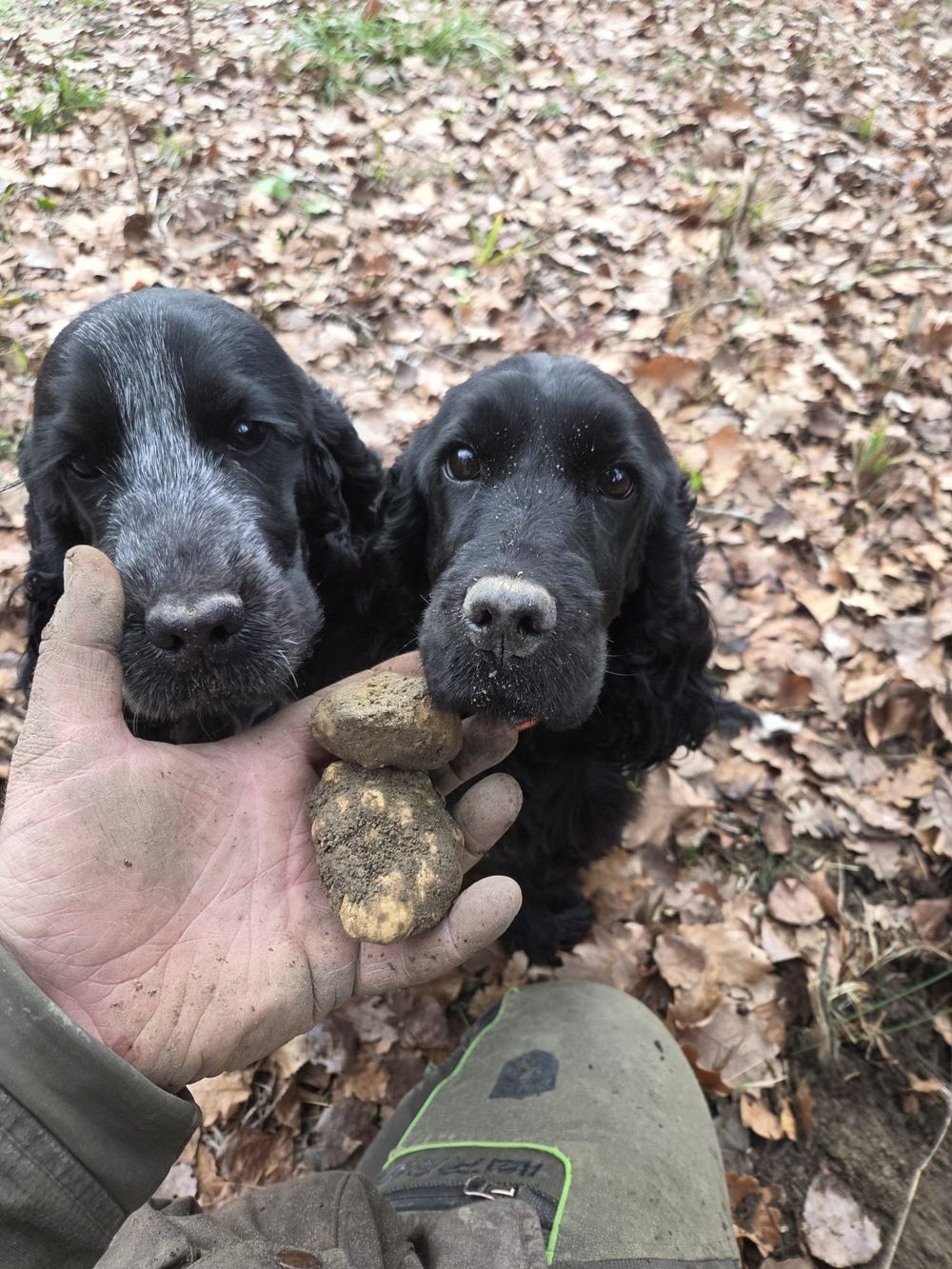 Due cocker nel bosco con i tartufi appena trovati