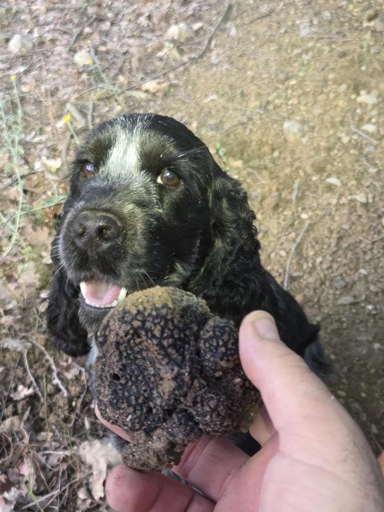 Un cocker con uno scorzone appena cavato in bocca
