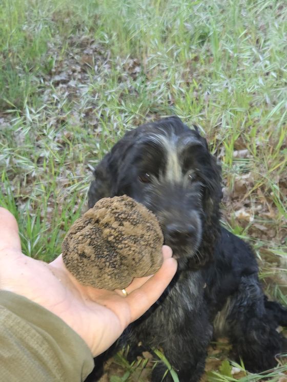 Un cocker nel prato accanto a uno scorzone grosso