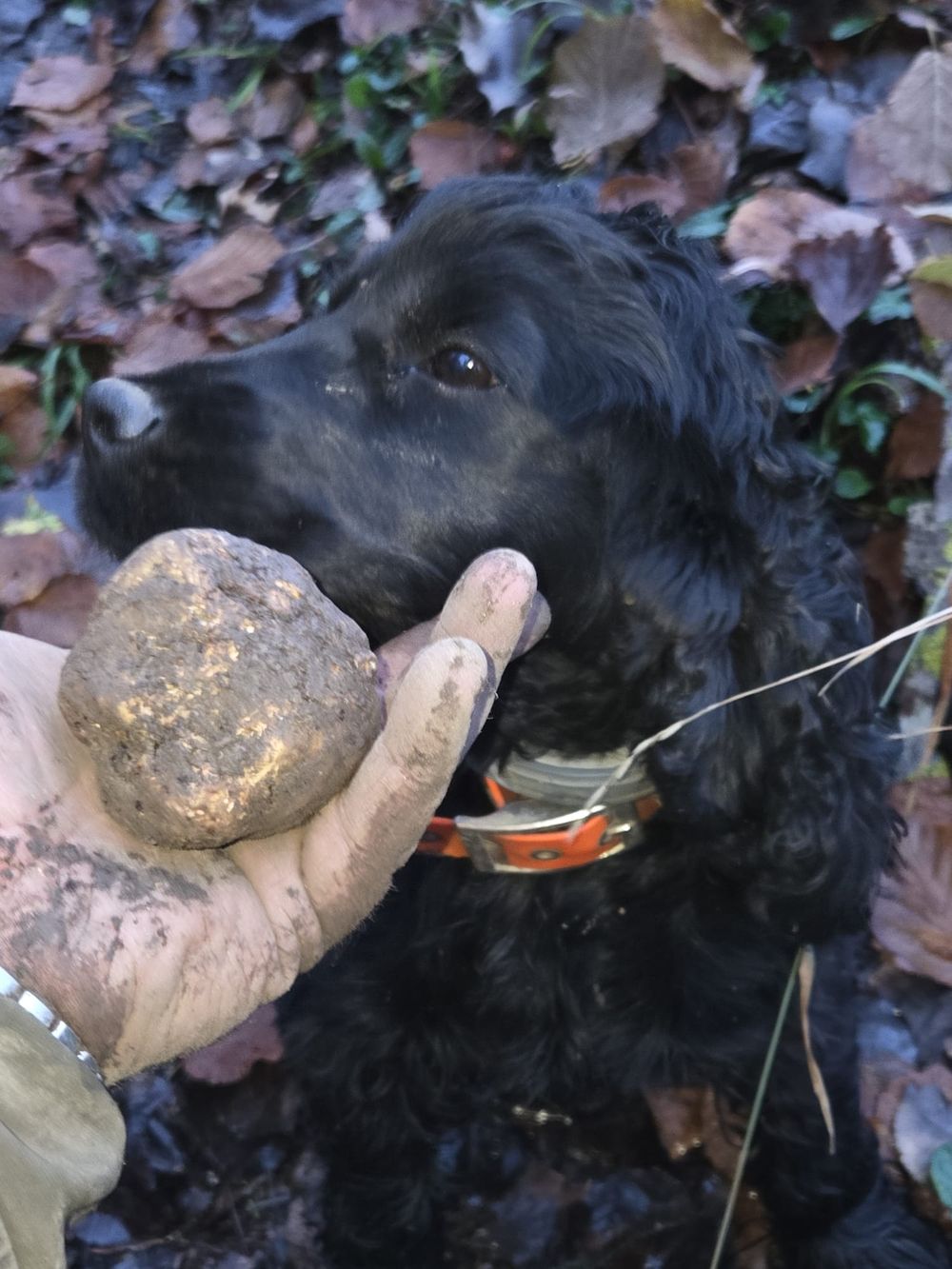 Un tartufo grosso appena cavato