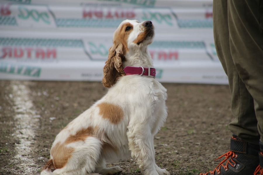Un cocker bianco e arancio seduto