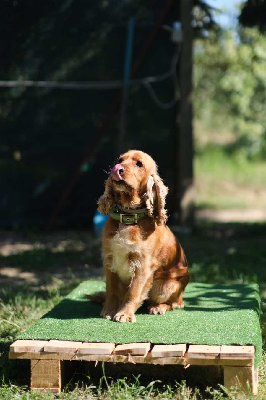 Un cocker fulvo sulla pedana