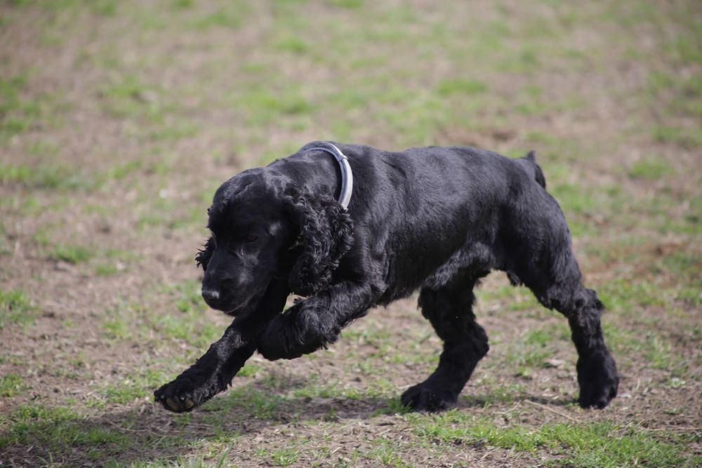 Un cocker nero che corre