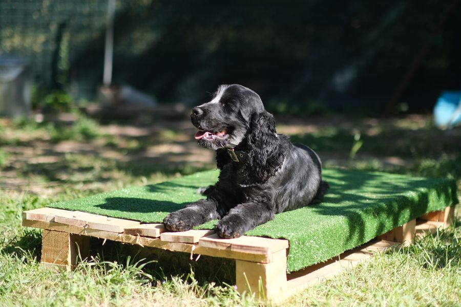 Un cocker nero sdraiato sulla pedana