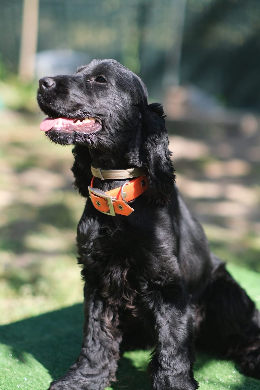 Ritratto di un cocker nero