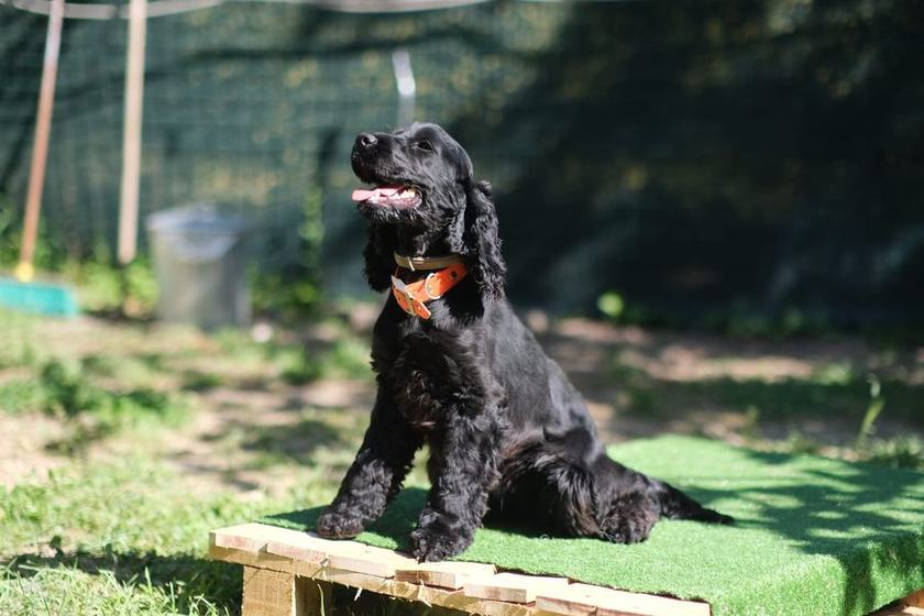 Un cocker nero seduto, con il collare arancio