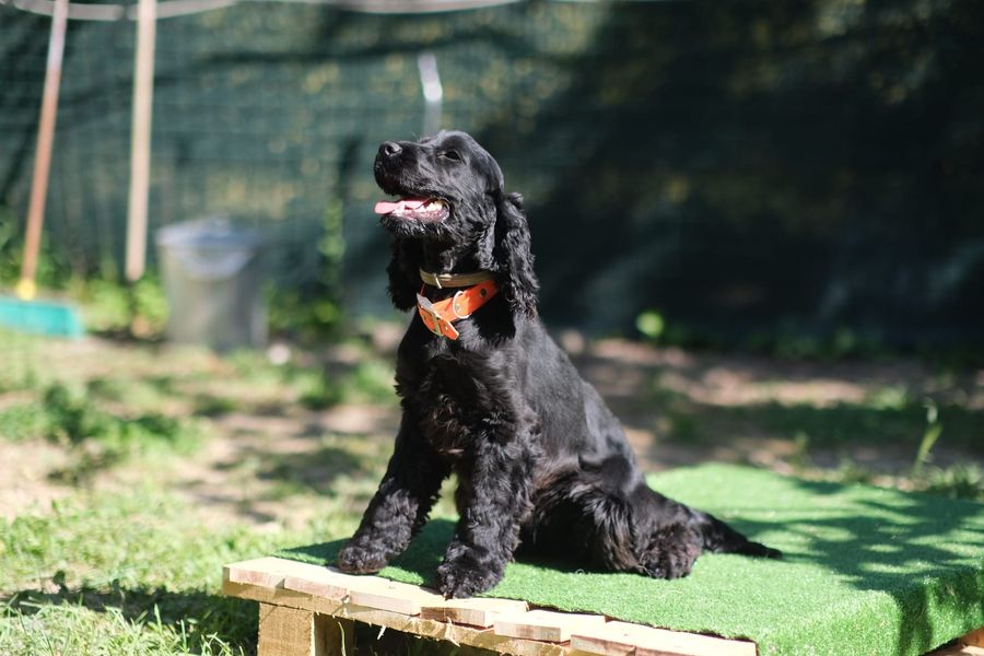 Un cocker nero seduto, con il collare arancio