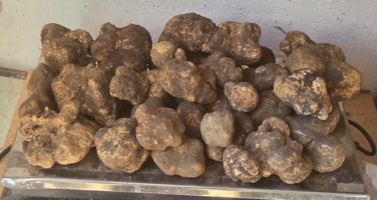 Un vassoio di tartufi bianchi appena cavati nelle Crete Senesi