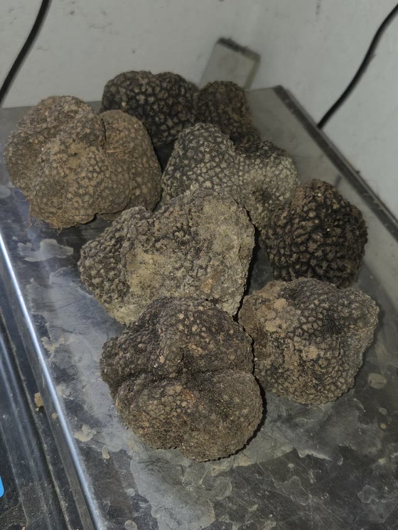 Il vassoio dei tartufi neri in cella frigorifera