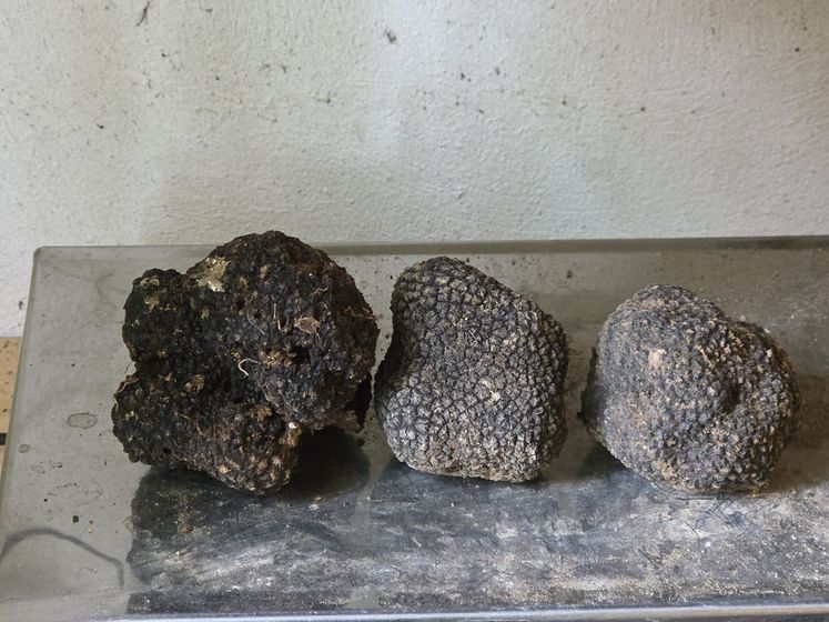 Tre scorzoni appena puliti su una lastra di pietra