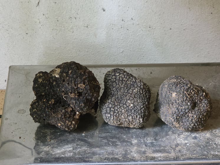 Tre tartufi neri appena puliti sul vassoio d'acciaio
